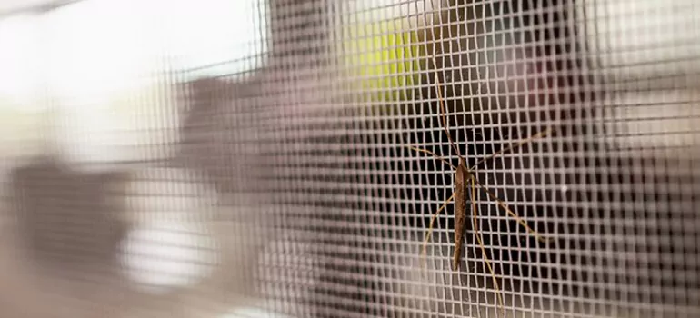 Repair Mosquito Mesh For Windows in East Lake, FL